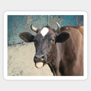 Cow Print Funny Cows Tongue Distressed Farm Gift for Cow Lovers Sticker